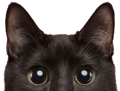 小型犬キャリーケース病院シーン