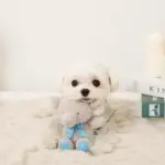 ぞうさんギンガムチェックリボンぬいぐるみ - Image 3