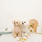 くびながのあひるさん親子SET - Image 3