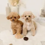 たいやきのおもちゃ - Image 5