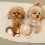 きのことくりのおもちゃSET - Image 4