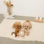 きのことくりのおもちゃSET - Image 6