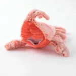 ロブスターおもちゃ USB充電 - Image 10