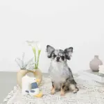 くびながのあひるさん - Image 2