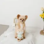 ラッコと貝殻おもちゃ - Image 4