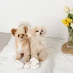 貝殻ノーズワークおもちゃ - Image 5