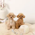 ノーズワークさいころおもちゃ - Image 5