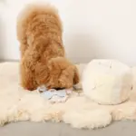 ノーズワークさいころおもちゃ - Image 6