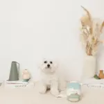 ノーズワークミルクのおもちゃ - Image 3