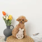 サークルロープうさぎさんぬいぐるみ - Image 2