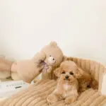 くまさんハンドパペット - Image 4