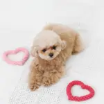 ハートのロープおもちゃSET - Image 6