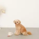 ノーズワークコーヒーカップぬいぐるみ - Image 3