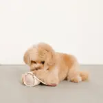 ノーズワークコーヒーカップぬいぐるみ - Image 4