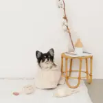 スリッパロープトイ - Image 7