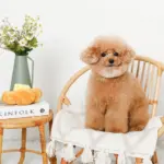 クロワッサンとバターのノーズワークぬいぐるみ - Image 2