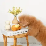 クロワッサンとバターのノーズワークぬいぐるみ - Image 5