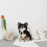 白いイヌさん - Image 8