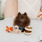 ノーズワークホットケーキ - Image 3