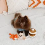 ノーズワークホットケーキ - Image 6