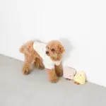 チーズちゃん - Image 4