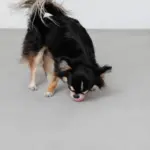 ノーズワークシリコンミニボール - Image 5