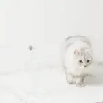 リボン付ビーズねこじゃらし - Image 3