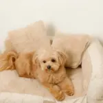 ソファーベッド【名入れ刺繍対応】 - Image 4