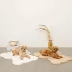 くまさんファーマット - Image 5