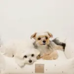 撥水お星さまとお月さま柄刺繍キルティングクッションベッド - Image 7