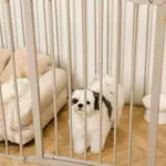 ペットケージ - Image 8