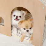 室内用ストライプペットハウス クッション付 - Image 4