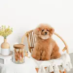 レトロ柄ウッド蓋ガラスキャニスター - Image 4