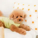 フラワークッション 横長 - Image 10