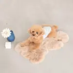 くまさんマット - Image 2