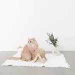 くるくる回転爪とぎ - Image 2