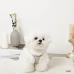 ツイードチェックファーハーネス+リードSET【名入れ刺繍対応】 - Image 6