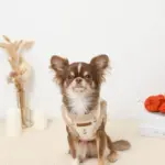 ボアチューリップ刺繍ハーネス+リードSET【名入れ刺繍対応】 - Image 7