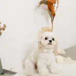 フード付きキルティングダウンライクハーネス+リードSET【名入れ刺繍対応】 - Image 4