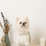 フード付きキルティングダウンライクハーネス+リードSET【名入れ刺繍対応】 - Image 7