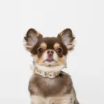 シュリンクレザーハートバックルカラー - Image 4