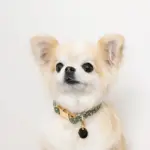 アニマル柄カラー＋リードSET【名入れ彫刻対応】 - Image 6