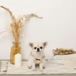 くまさん刺繍ボアハーネス+リードSET【名入れ刺繍対応】 - Image 6