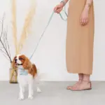 オーストレザーリード - Image 4