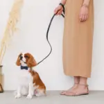 オーストレザーリード - Image 8