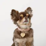 ハートチャームレザーカラー【名入れ彫刻対応】 - Image 3