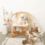 耳付きフードボアハーネス - Image 6