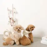 耳付きフードボアハーネス - Image 10