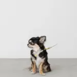 サークルチャームレザーカラー【名入れ彫刻対応】 - Image 2