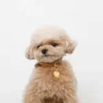 サークルチャームレザーカラー【名入れ彫刻対応】 - Image 8